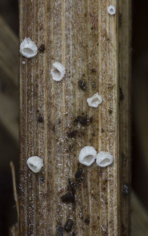 Flagelloscypha orhospora